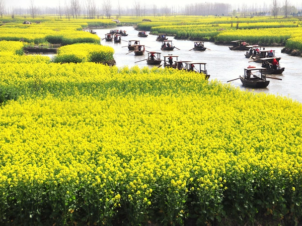 泰州2日 溱湖湿地+溱潼古镇&坐船夜游凤城河+兴化千垛纯玩二日游